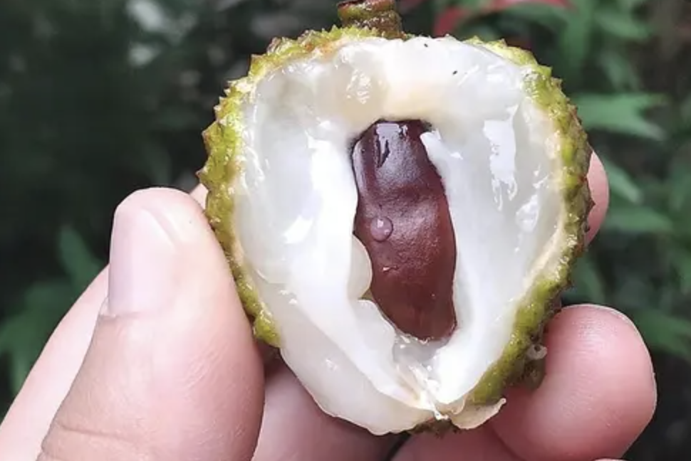 Екстракт от конски кестен